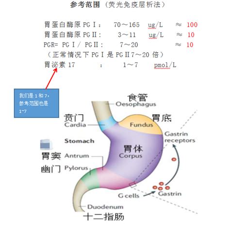 胃功能|胃